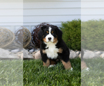 Small #1 Bernese Mountain Dog