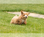 Small #7 Poodle (Miniature)