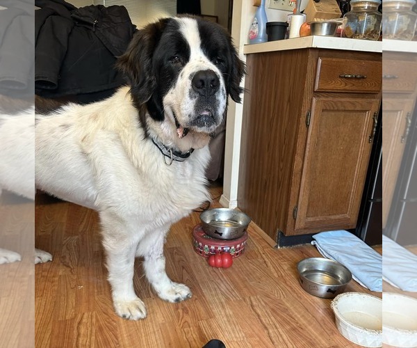 Medium Photo #5 Saint Bernard-Unknown Mix Puppy For Sale in New Oxford , PA, USA
