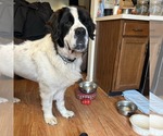 Small #4 Saint Bernard Mix