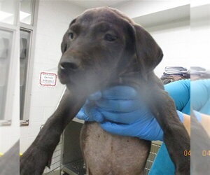 American Pit Bull Terrier Dogs for adoption in Oklahoma City, OK, USA