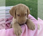 Small Photo #4 Labrador Retriever Puppy For Sale in CREAL SPRINGS, IL, USA