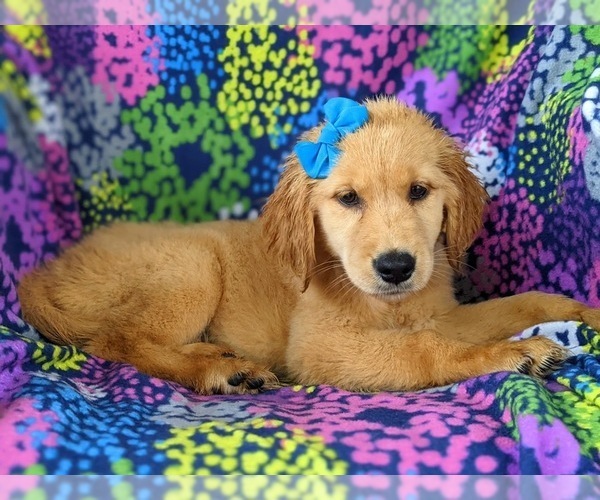 Medium Photo #5 Golden Retriever Puppy For Sale in OXFORD, PA, USA