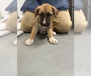 German Shepherd Dog-Unknown Mix Dogs for adoption in Santa Cruz, CA, USA
