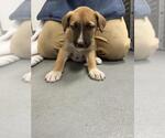 MOD PODGE* - Female German Shepherd Dog-Unknown Mix Dog for Adoption - Small photo