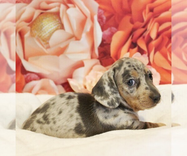 Medium Photo #4 Dachshund Puppy For Sale in HONEY BROOK, PA, USA