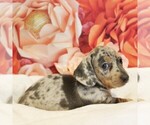 Small #3 Dachshund