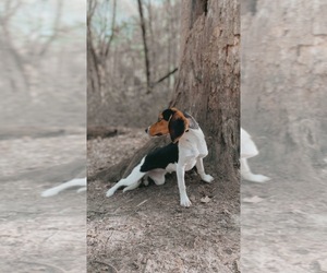 Beagle Puppy for sale in WAUKESHA, WI, USA