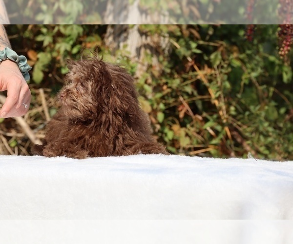 Medium Photo #40 ShihPoo Puppy For Sale in DYERSBURG, TN, USA