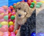 Small Photo #1 Nova Scotia Duck Tolling Retriever-Poodle (Standard) Mix Puppy For Sale in CHANTILLY, VA, USA