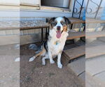 Small #2 Australian Shepherd