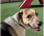 Small #3 Coonhound-Great Pyrenees Mix