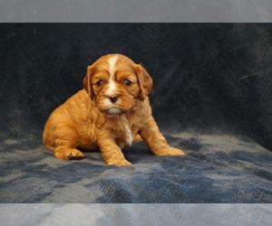 Cavalier King Charles Spaniel Puppy for sale in MURRIETA, CA, USA