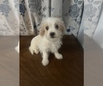 Small #5 Morkie