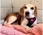 Small #12 Beagle