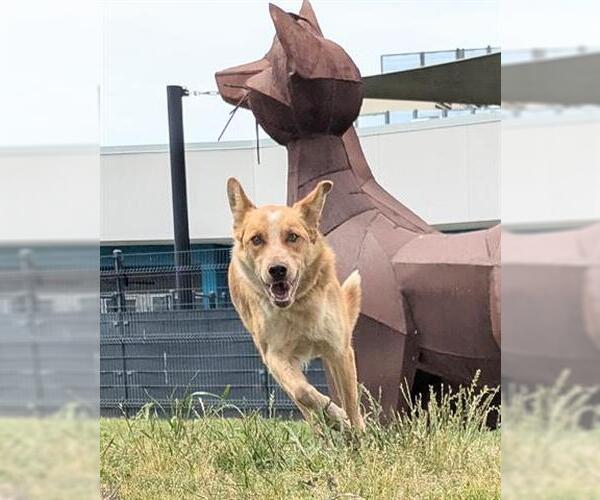 Medium Photo #2 Mutt Puppy For Sale in San Martin, CA, USA