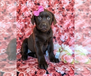 Labrador Retriever Puppy for sale in BRIDGETON, PA, USA