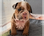 Small #3 English Bulldog