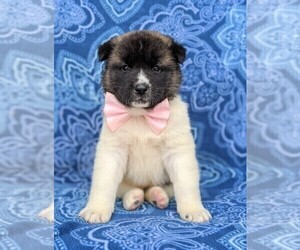 Akita Puppy for sale in PARADISE, PA, USA