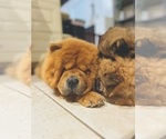 Small Photo #6 Chow Chow Puppy For Sale in WEST PALM BEACH, FL, USA