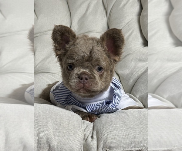 Medium Photo #6 French Bulldog Puppy For Sale in MC GRAW, NY, USA