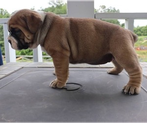 English Bulldog-Olde English Bulldogge Mix Puppy for sale in MOUNT AIRY, NC, USA