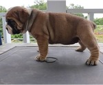 Small English Bulldog-Olde English Bulldogge Mix