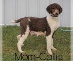 Small Photo #2 Poodle (Standard)-Shepadoodle Mix Puppy For Sale in FREDERICKSBG, OH, USA