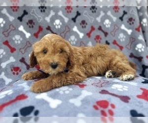 Cavapoo Puppy for sale in LAKELAND, FL, USA