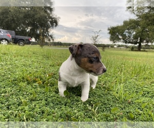 Jack Russell Terrier Puppy for sale in BROOKER, FL, USA