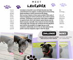 Small #2 Labrador Retriever Mix