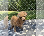 Small #2 Poodle (Miniature)