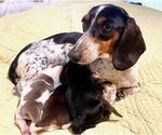 Small Photo #6 Dachshund Puppy For Sale in AIKEN, SC, USA