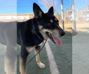 Hunter - Male Australian Kelpie Dog for Adoption - Photo #2