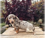 Small #1 Dachshund
