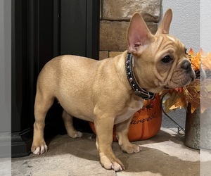 French Bulldog Puppy for sale in BOLIVAR, MO, USA