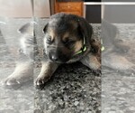 Small Photo #24 German Shepherd Dog Puppy For Sale in HEDGESVILLE, WV, USA