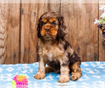 Small Photo #5 Cocker Spaniel Puppy For Sale in WAKARUSA, IN, USA
