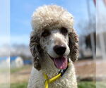 Small #5 Poodle (Standard)