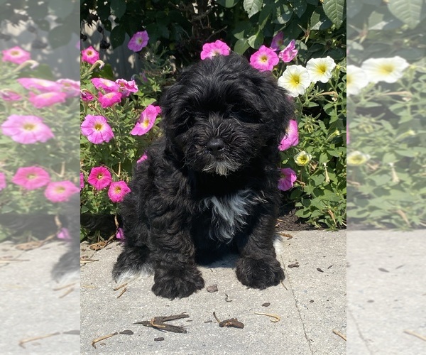 Medium Photo #1 Lhasa Apso-Poodle (Toy) Mix Puppy For Sale in CANOGA, NY, USA