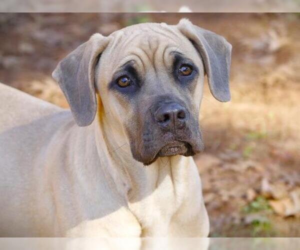 Medium Photo #1 Bullmastiff-Unknown Mix Puppy For Sale in Tallahassee, FL, USA