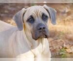Small Bullmastiff Mix