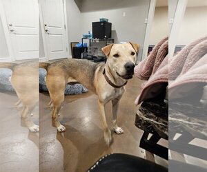 Carolina Dog-Labrador Retriever Mix Dogs for adoption in Chico, CA, USA