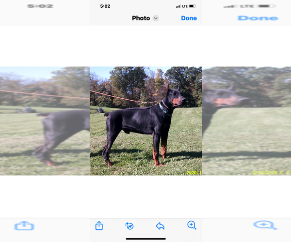 Medium Photo #1 Doberman Pinscher Puppy For Sale in CAZENOVIA, NY, USA