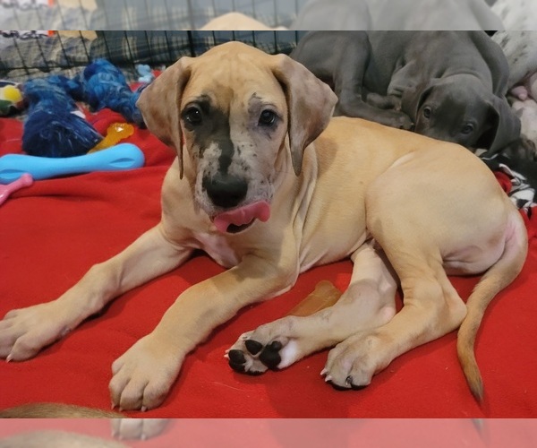 Medium Photo #34 Great Dane Puppy For Sale in CORONA, CA, USA