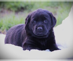 Labrador Retriever Puppy for sale in HYDE PARK, VT, USA
