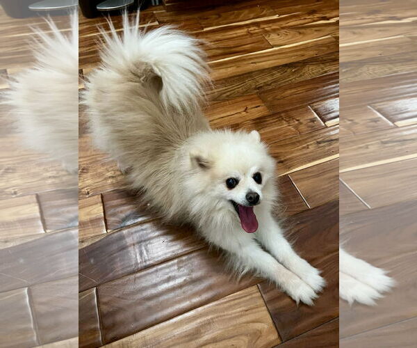 Medium Photo #3 Pomeranian Puppy For Sale in St. Louis Park, MN, USA