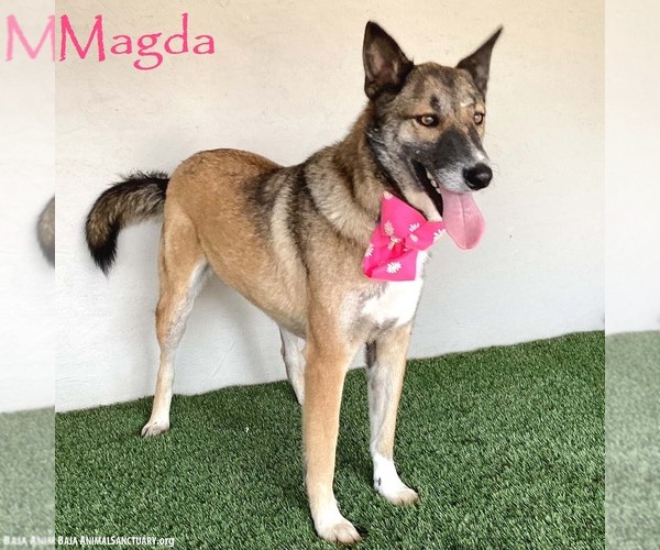 Medium Photo #1 German Shepherd Dog-Unknown Mix Puppy For Sale in San Diego, CA, USA