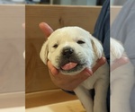 Small Photo #26 Labrador Retriever Puppy For Sale in LOGAN, UT, USA
