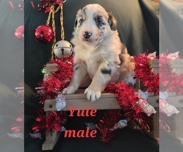 Medium Photo #10 Australian Shepherd Puppy For Sale in BRIDGEWATER, VA, USA